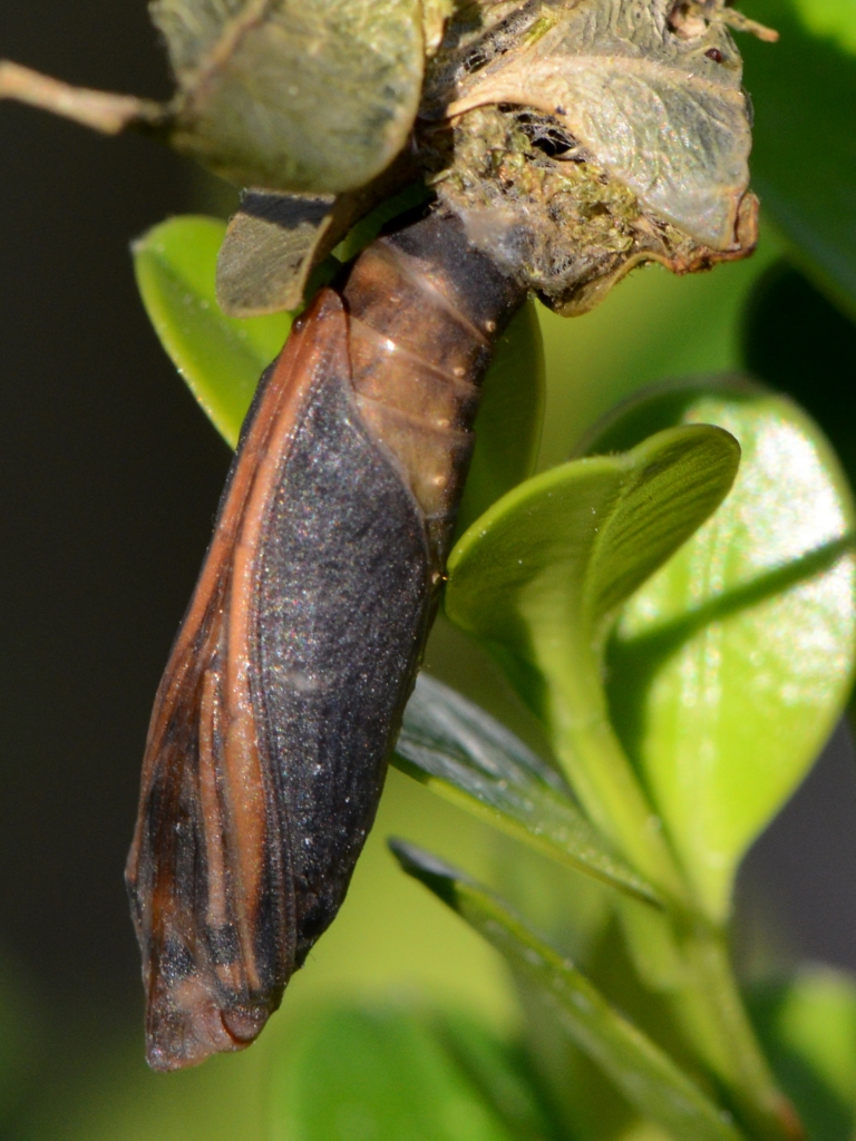 crisalide cydalima perspectalis